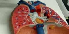 The lower respiratory system