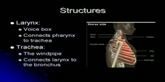 Respiratory System Structure and Function