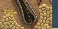 Simple Skin Model - Hair Follicle  - Scientific Video and  Animation Site