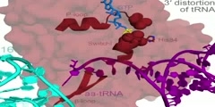 EF-Tu delivers aminoacyl-tRNA to the ribosome