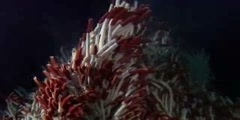 Hydrothermal Vents - David Attenborough