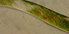 Marine Euglena-like Protist at 1000x Magnification