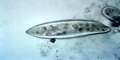 Paramecium Feeding