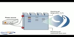 SDS-PAGE (polyacrylamide gel electrophoresis)