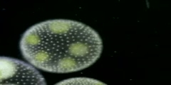 The Protist , Protozoa, Algae and Fungus-like protists