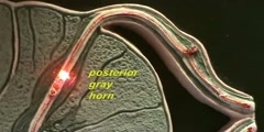 Spinal Cord xs1 Reflex Pathway Model