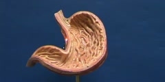 Structural features of stomach