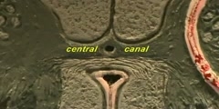 Structure of Spinal Cord
