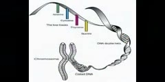 Chromosomes Morphology in Humans