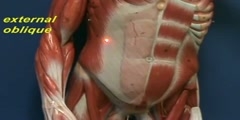 Abdominal Muscles Video