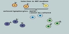 Monoclonal Antibody Formation