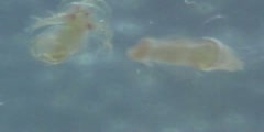 Marine Zooplankton in Microvideo