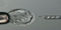 What is Blastocyst Microinjection?