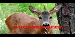 Genetically Modified Animals - Deformed, Mutated,  Part 1