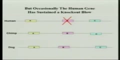 Evidence for Evolution  Pseudogenes and the platypus