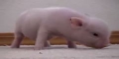 Half pig half  human