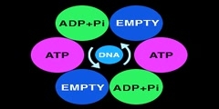 Structure of DNA helicase