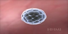 Human Development and Stem Cells