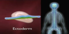 Germ Layers - What Will They Become?