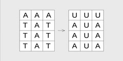 Visual DNA transcription