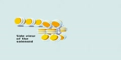 Cromosomas Histonas y ADN (spanish)