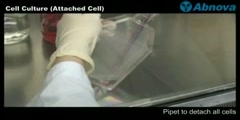 Attached Cell Culture Video Technique