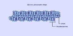 Histone proteins