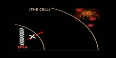 In situ hybridization video in the cell