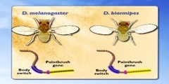 Paintbrush Gene