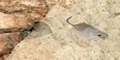 Pocket Mouse and Predation