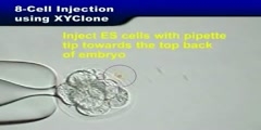 8-Cell Injection Using XYClone Laser