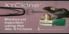 XYClone laser blastocyst injection of ESC (Transgenic Mice)