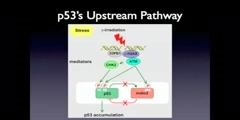 A closer look to tumor suppressor protein, P53