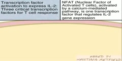 T Cell Transcription Factors activation