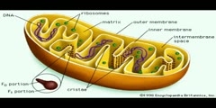 The Process of Cellular Respiration