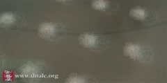 DNA Microarray animation