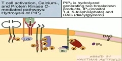 Protein Kinase C Mediated Signaling Pathways