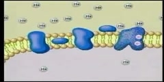 Electron Transport Chain animation