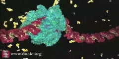 DNA Transcription animation