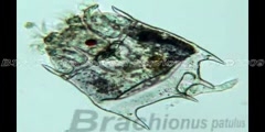 Zooplankton slideshow
