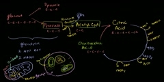 Citric acid cycle vs krebs cycle