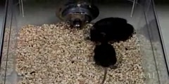 Mouse Activity