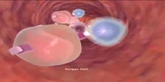 Stages of Immune Response