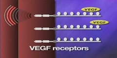 VEGF and Angiogenesis