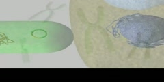 The Agrobacterium Mechanism