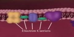 Electron Transport video