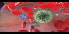 Immune System - Natural Killer Cell - The Formulation