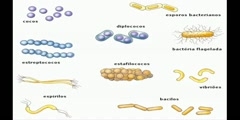 The lactobacillus acidophilus