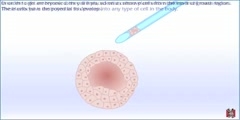 How embryonic stem cell lines is produced