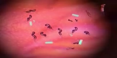 Probiotic  the Helpful Organisms